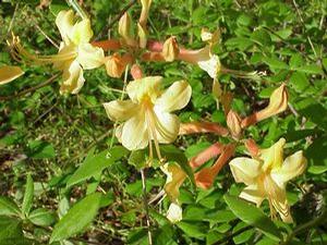 Azalea 'My Mary'