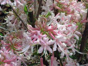 Azalea 'Camilla's Blush'