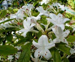 Azalea 'Summer Eyelet'