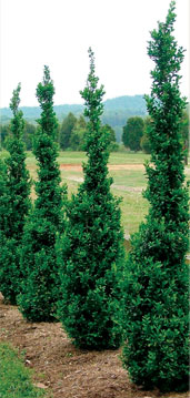 Buxus sempervirens 'Dee Runk'
