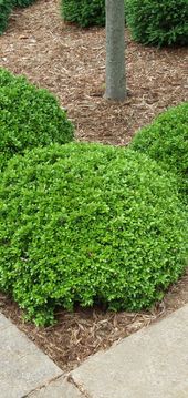 Buxus microphylla 'Green Pillow'