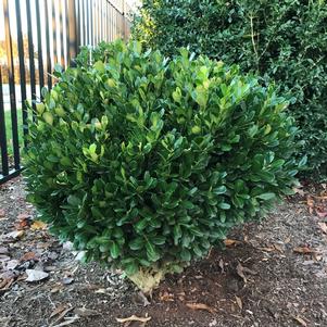 Buxus harlandii 'Richard' ()