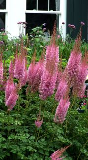 Astilbe taqetii
