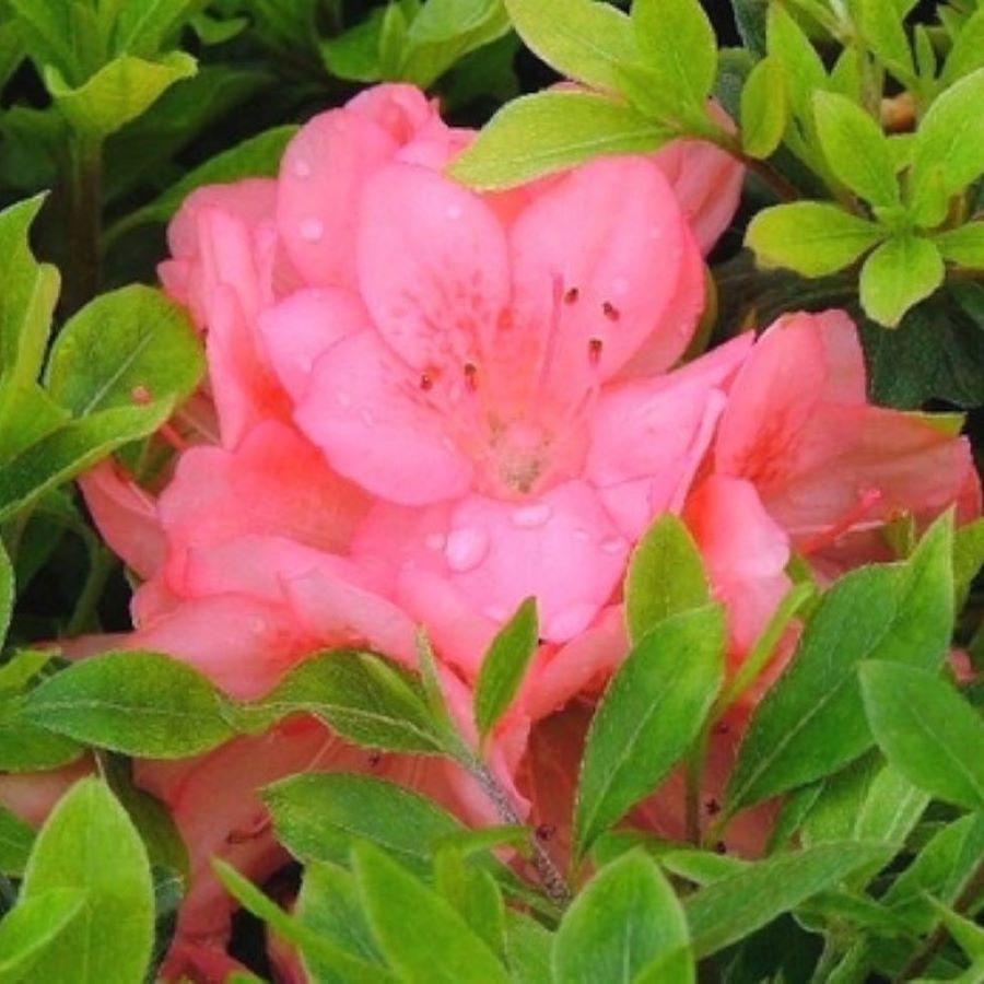 Azalea 'Blaauw's Pink'