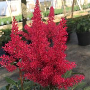 Astilbe japonica Montgomery