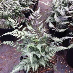 Athyrium 'Godzilla'