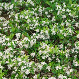 Aronia melanocarpa Ground Hug®