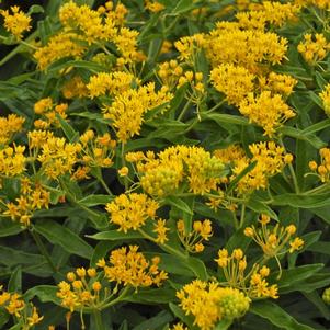 Asclepias tuberosa 'Hello Yellow'