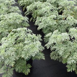 Artemisia x 'Powis Castle'