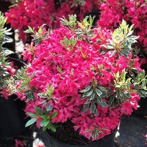 Azalea 'Christi Lyn'