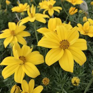 Bidens ferulifolia Goldilocks Rocks™