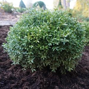 Buxus sinica var. insularis 'Franklin's Gem'