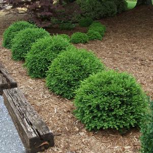 Buxus x 'Glencoe' (Chicagoland Green®)