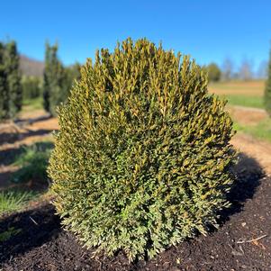 Buxus x 'Green Gem'