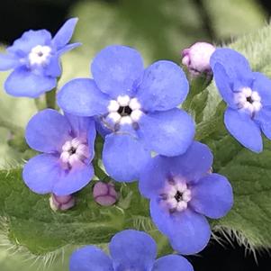 Brunnera macrophylla 'Jack Frost'