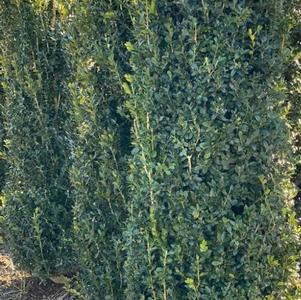 Buxus sempervirens 'Highlander'