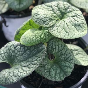 Brunnera macrophylla 'Jack of Diamonds'