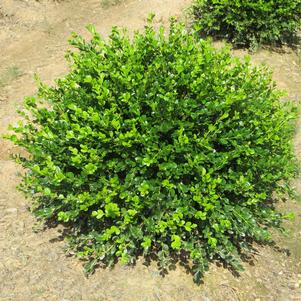 Buxus microphylla var. japonica 'Winter Gem'