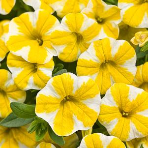 Calibrachoa Superbells® Lemon Slice