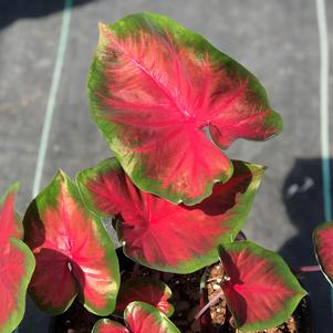 Caladium Royal Flush