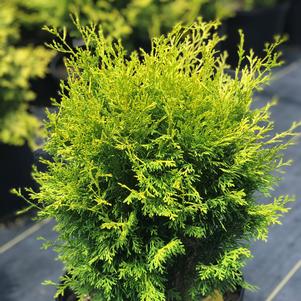 Chamaecyparis obtusa Night Light