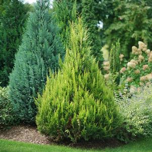 Chamaecyparis lawsoniana Pinpoint® Gold