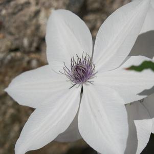 Clematis Tsukiko™