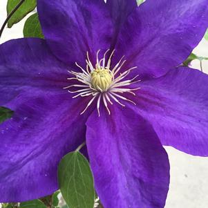 Clematis Duchess of Cornwall