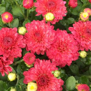 Chrysanthemum x morifolium Gigi Coral