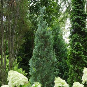 Chamaecyparis lawsoniana Pinpoint® Blue