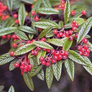 Cotoneaster salicifolius 'Scarlet Leader'