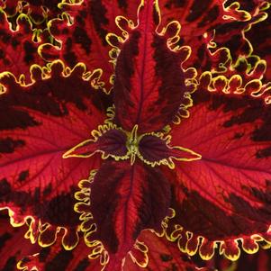 Coleus Solar Flare