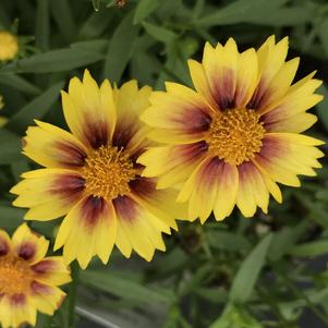 Coreopsis Li'l Bang™ Enchanted Eve