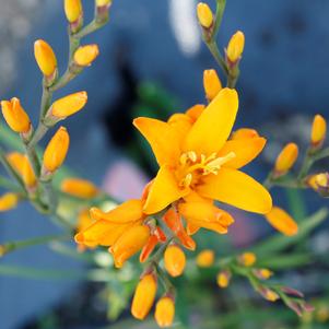 Crocosmia NOVA® 'Gold Dragon'