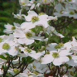 Cornus florida 'Cherokee Princess'