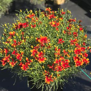 Coreopsis 'Lightning Bug'