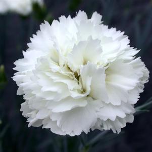 Dianthus Scent First® Memories