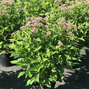 Eupatorium 'Phantom'