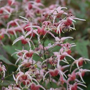 Epimedium x 'Pink Champagne'