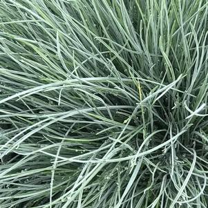 Festuca glauca Beyond Blue™