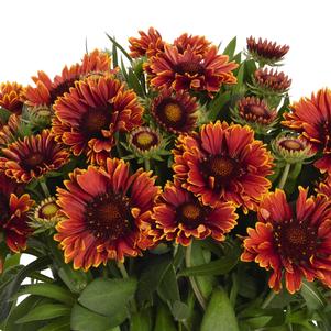 Gaillardia SpinTop™ Yellow Touch