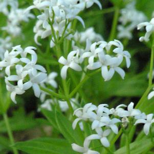 Galium odoratum 