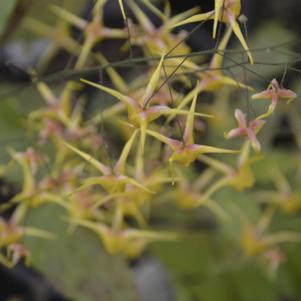 Epimedium 'Songbirds'