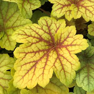 Heuchera 'Electric Lime'