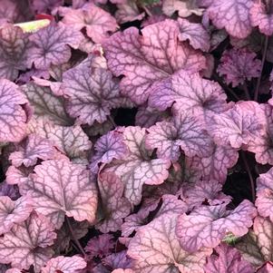 Heuchera 'Berry Smoothie'