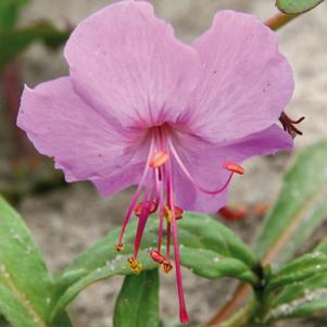 Geranium x cantabrigiense 'Karmina'