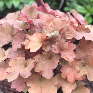 Heuchera 'Caramel'