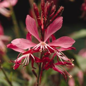 Gaura lindheimeri 'Ballerina Rose'