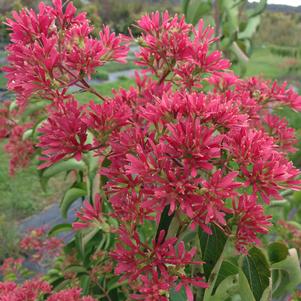 Heptacodium miconioides Temple of Bloom®