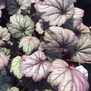 Heuchera 'Sugar Plum'